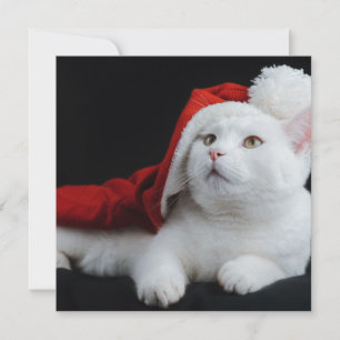 White Cat Weihnachtskarte Karte