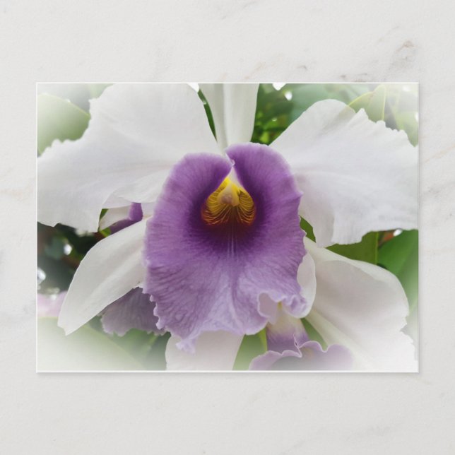 White Cattleya Orchid Blume Postkarte (Vorderseite)