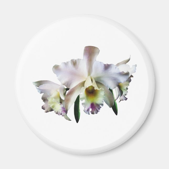 White Cattleya Orchids Magnet (Vorne)