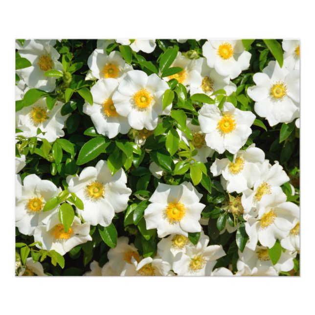 White Cherokee Rose Fotodruck (Vorne)