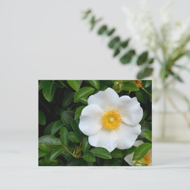 White Cherokee Rose Postkarte (Stehend Vorderseite)