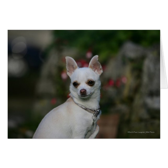 White Chihuahua (Vorderseite (Horizontal))