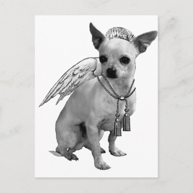 White Chihuahua Angel Wings Postkarte (Vorderseite)