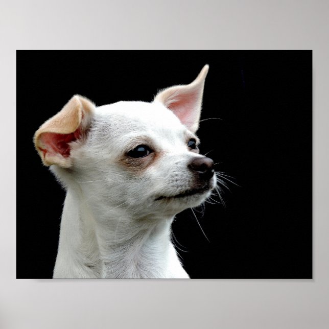 White Chihuahua Kopf auf schwarzem Hintergrund Poster (Vorne)