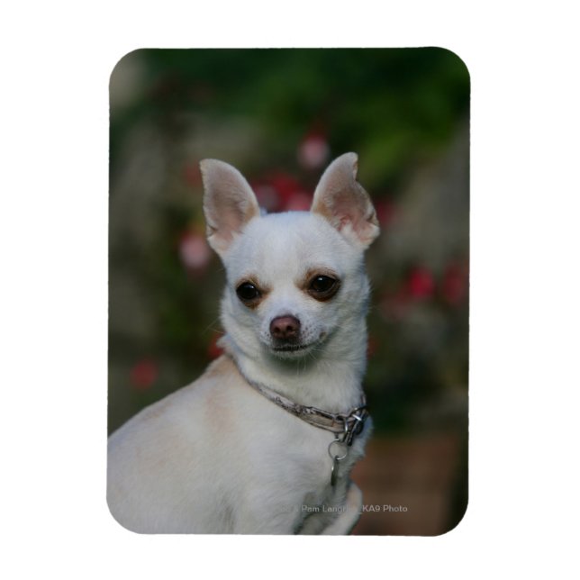 White Chihuahua Magnet (Vertikal)