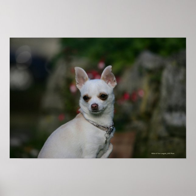 White Chihuahua Poster (Vorne)