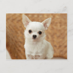 White Chihuahua Postkarte