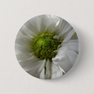 White Chrysantheman Button