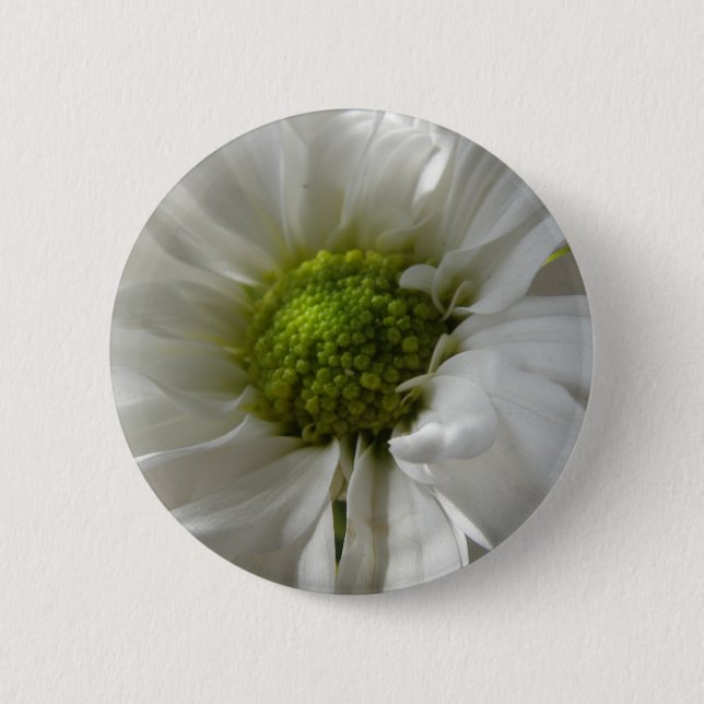 White Chrysantheman Button (Vorderseite)