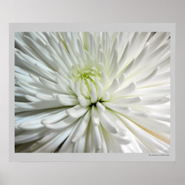 White Chrysanthemum Blume Mums Blume Foto Poster