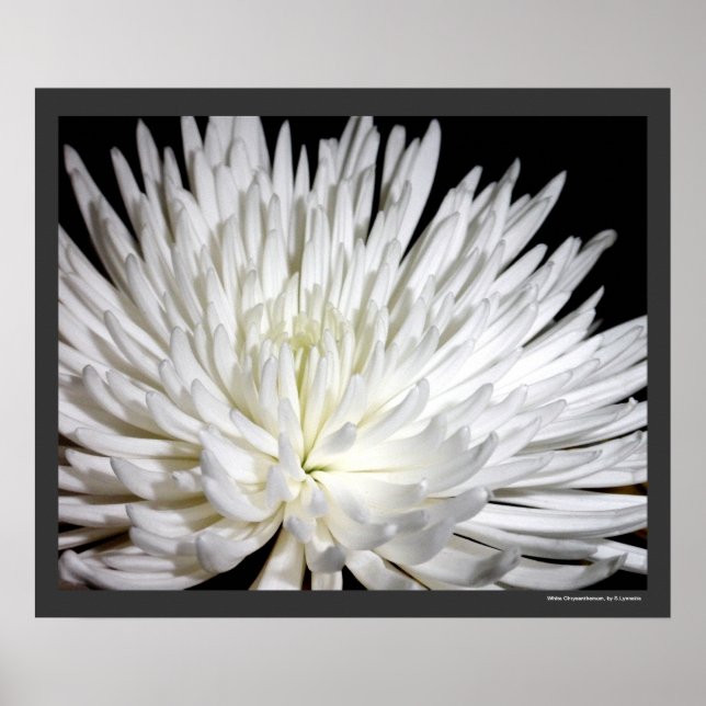 White Chrysanthemum Blume Mums Blume Foto Poster (Vorne)