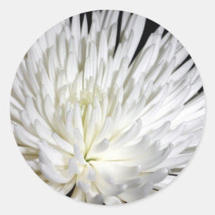 White Chrysanthemum Blume Mums Blume Foto Runder Aufkleber