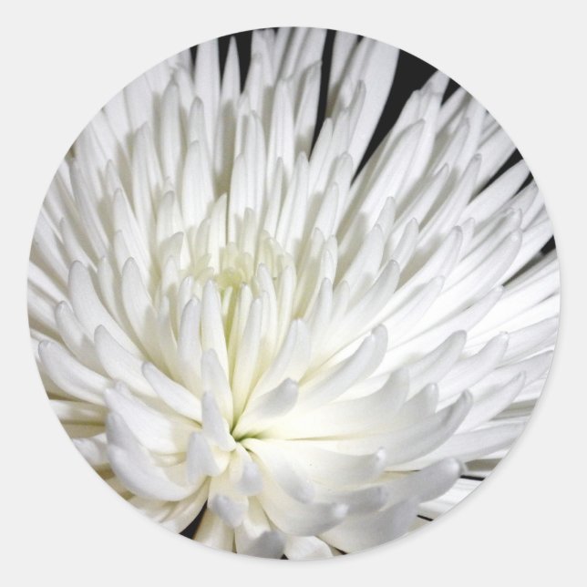White Chrysanthemum Blume Mums Blume Foto Runder Aufkleber (Vorderseite)