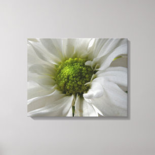 White Chrysanthemum Canvas Print Leinwanddruck