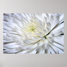 White Chrysanthemum Canvas Print Poster