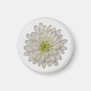 White Chrysanthemum Magnet