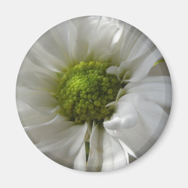 White Chrysanthemum Magnet (Vorne)