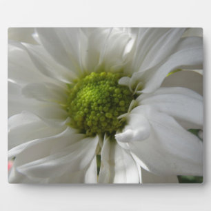 White Chrysanthemum Plaque Fotoplatte