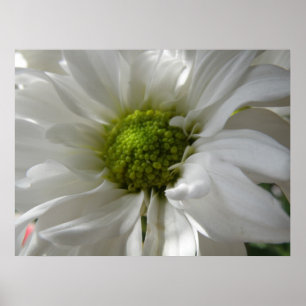 White Chrysanthemum Print Poster