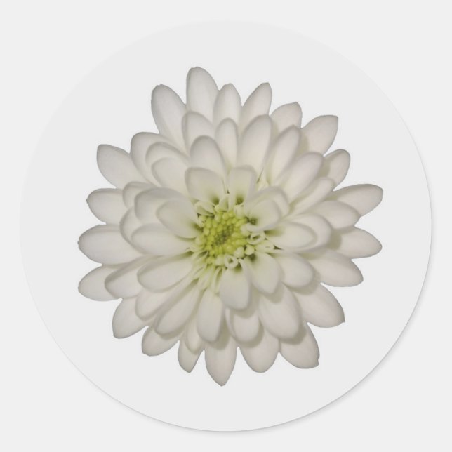 White Chrysanthemum Stickers (Vorderseite)