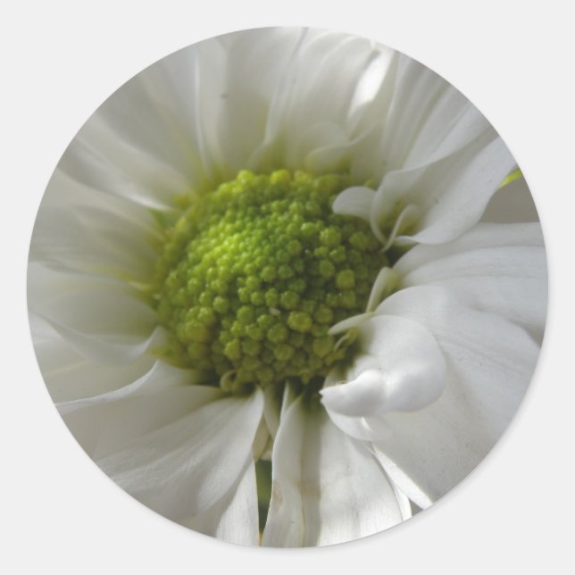 White Chrysanthemum Stickers (Vorderseite)