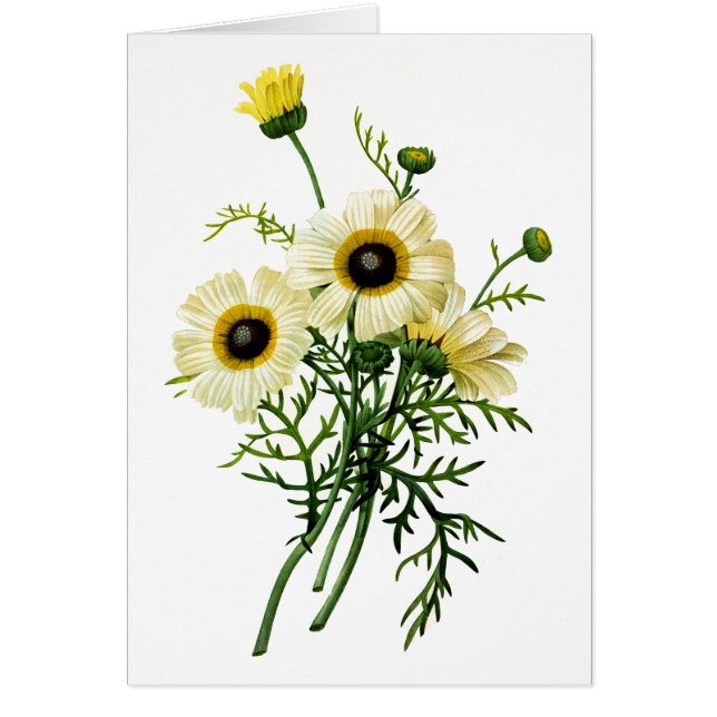White Chrysanthemum von Pierre Joseph Redoute (Vorne)