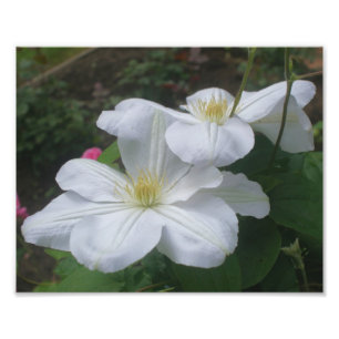 White Clematis Blume Pair 8x10 Fotodruck