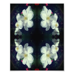 White Clematis Blume Pair Abstrakt 8x10 Fotodruck