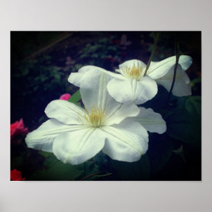 White Clematis Blume Pair Poster