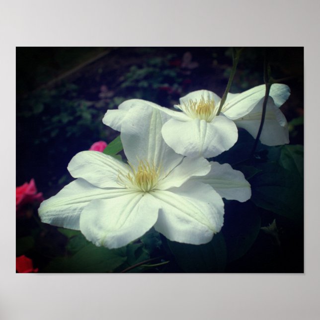 White Clematis Blume Pair Poster (Vorne)