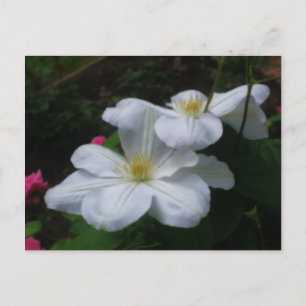 White Clematis Pair Blume Postcard Postkarte