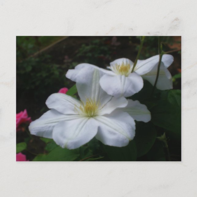 White Clematis Pair Blume Postcard Postkarte (Vorderseite)