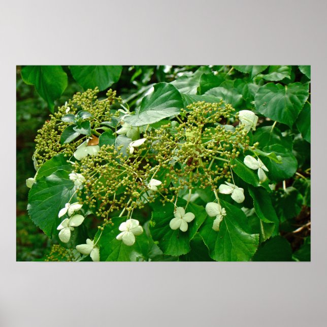 White Climbing Hydrangea - Poster (Vorne)