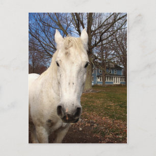 White Clydesdale Postkarte