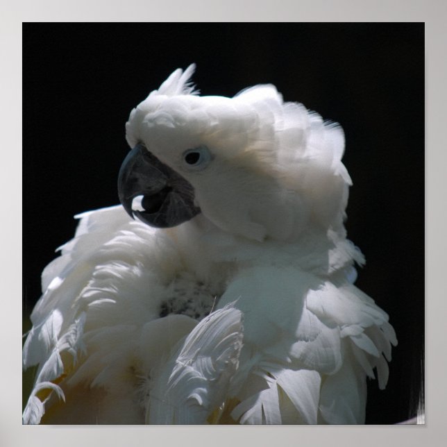 White Cockatoo Bird Poster (Vorne)