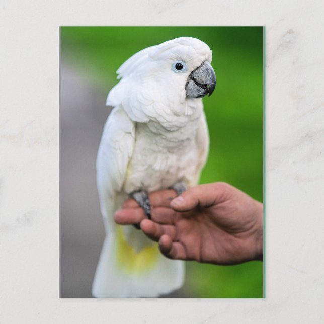 White Cockatoo Bird Postkarte (Vorderseite)