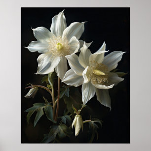 White Columbine Blumen Art Print Poster