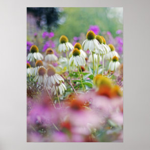 White Coneflowers Echinacea White Swan Poster