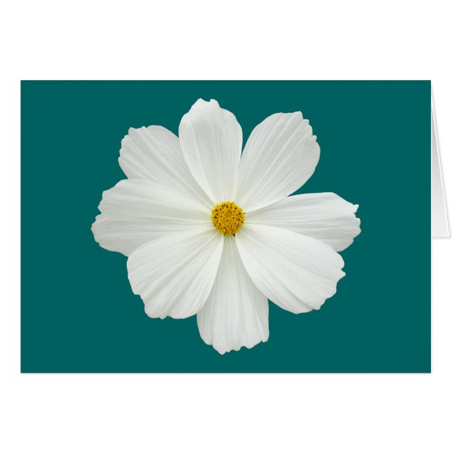White Cosmos-Blume (Vorderseite (Horizontal))