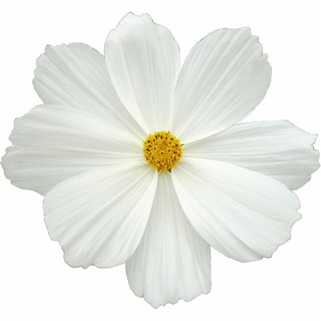 White Cosmos-Blume Fotoskulptur Magnet (Vorne)