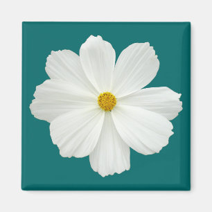 White Cosmos-Blume Magnet