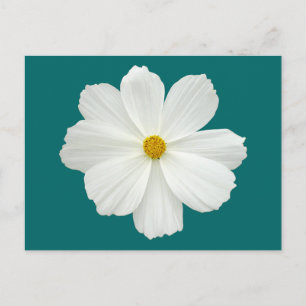 White Cosmos-Blume Postkarte