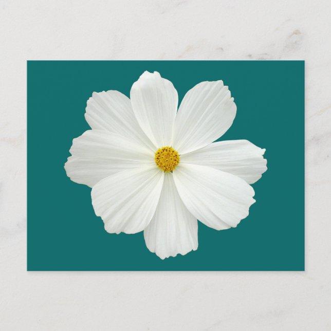 White Cosmos-Blume Postkarte (Vorderseite)
