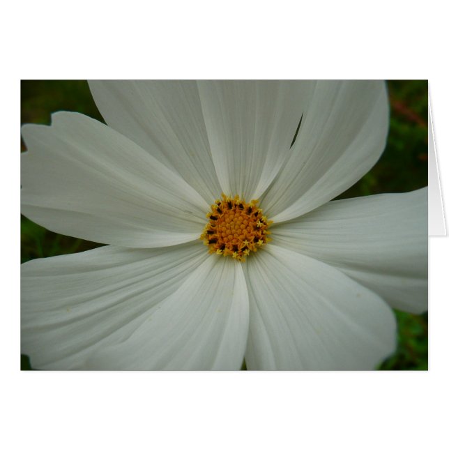 White Cosmos Sommer-Wildblume (Vorderseite (Horizontal))