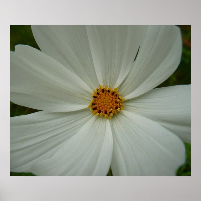 White Cosmos Sommer-Wildblume Poster (Vorne)