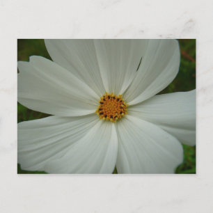 White Cosmos Sommer-Wildblume Postkarte