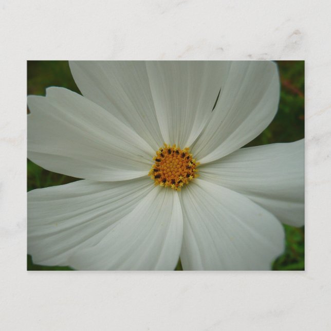White Cosmos Sommer-Wildblume Postkarte (Vorderseite)