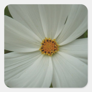 White Cosmos Sommer-Wildblume Quadratischer Aufkleber