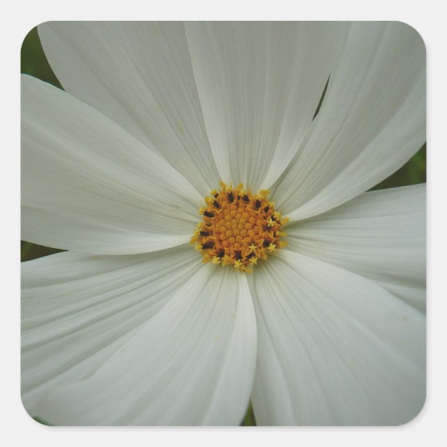 White Cosmos Sommer-Wildblume Quadratischer Aufkleber (Vorderseite)