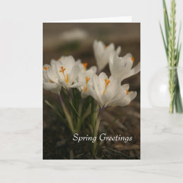White Crocus Faltkarte Frühjahr Karte